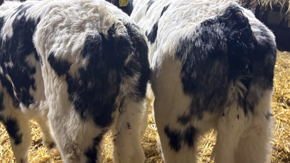 2 Quality Belgian Blue Bull Calves - Image 4