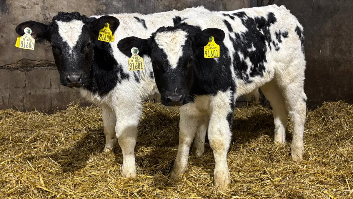 2 Quality Belgian Blue Bull Calves - Image 3