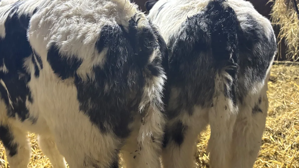 2 Quality Belgian Blue Bull Calves - Image 2