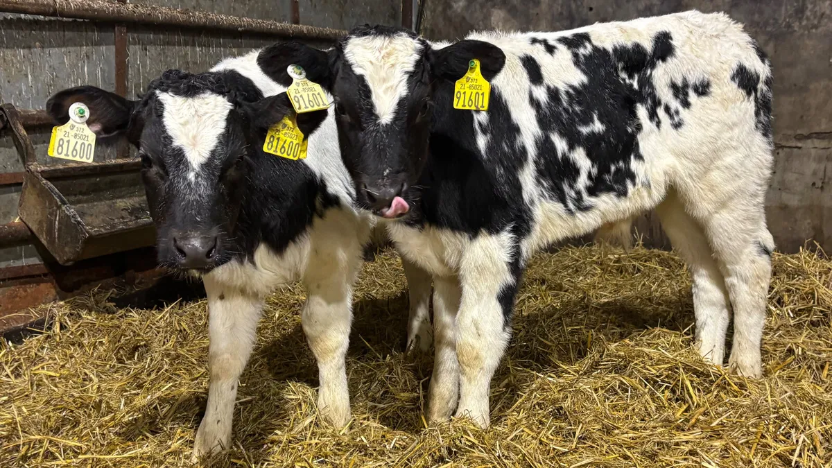 2 Quality Belgian Blue Bull Calves - Image 1