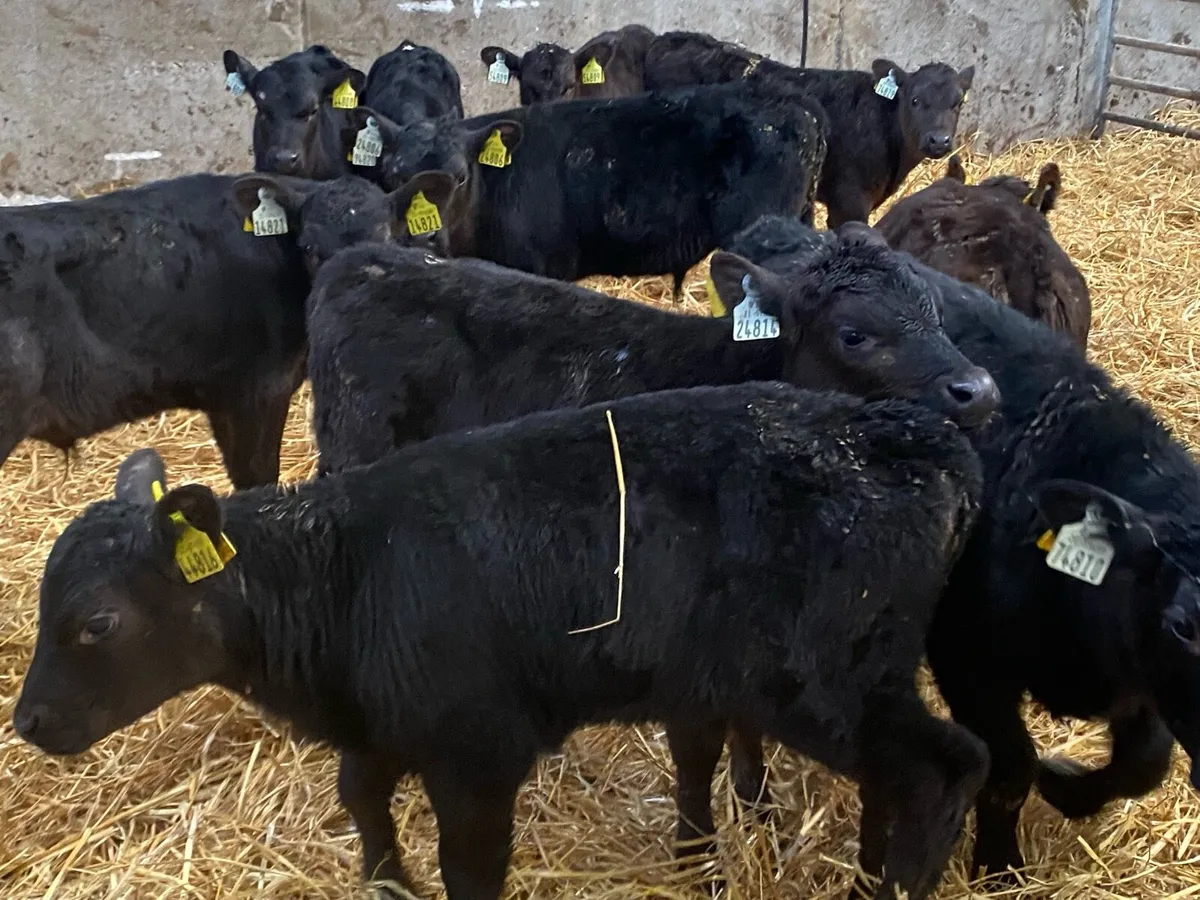 12 Angus Bull Calves ( Once a Day Feeding ) - Image 1