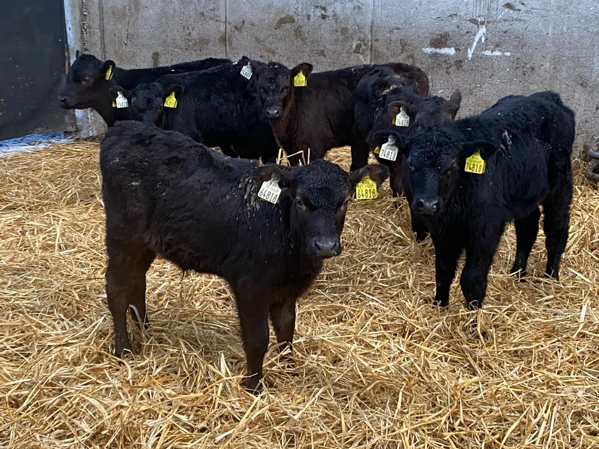 12 Angus Bull Calves ( Once a Day Feeding ) - Image 3