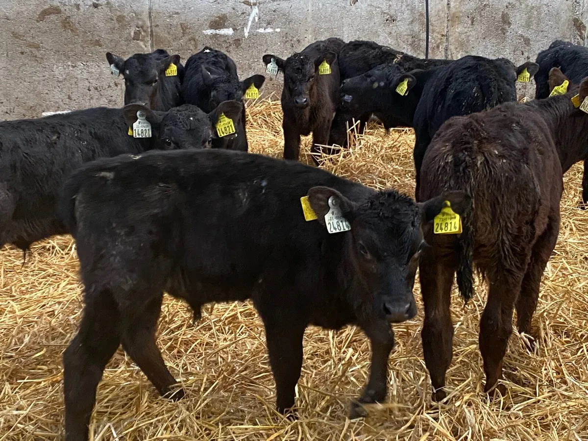 12 Angus Bull Calves ( Once a Day Feeding ) - Image 2