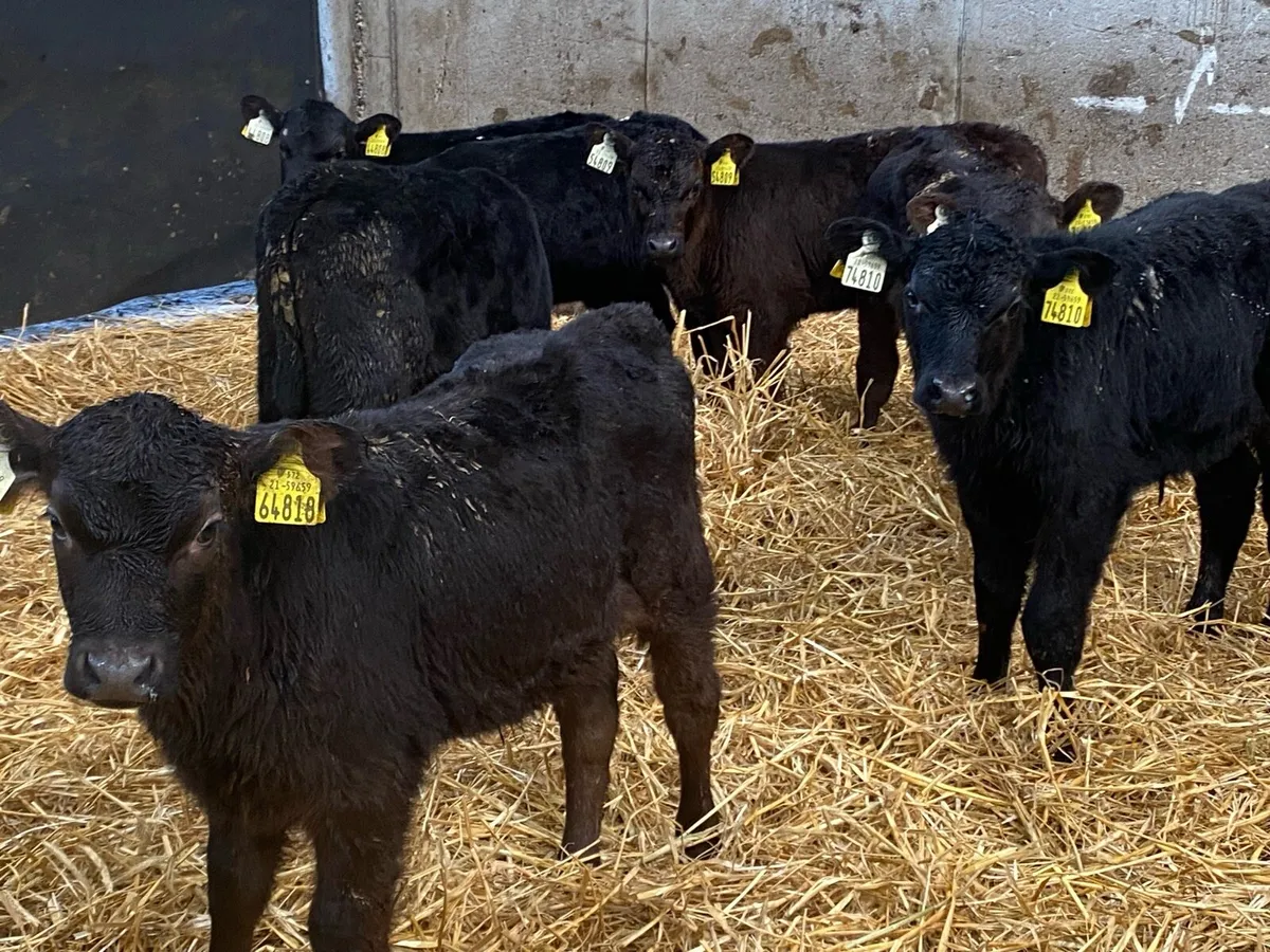 12 Angus Bull Calves ( Once a Day Feeding ) - Image 4