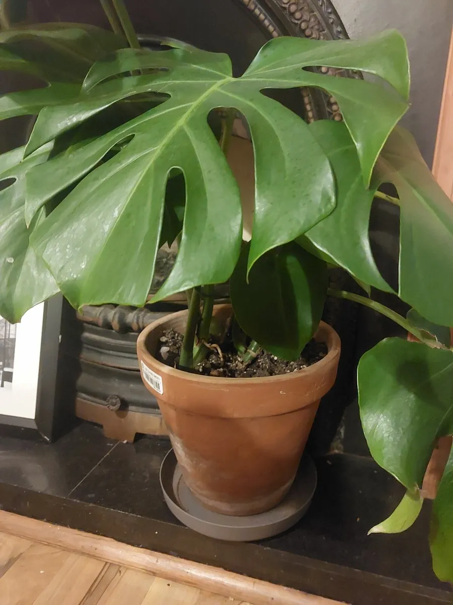 Large Monstera Deliciosa (Swiss Cheese Plant) - Image 4