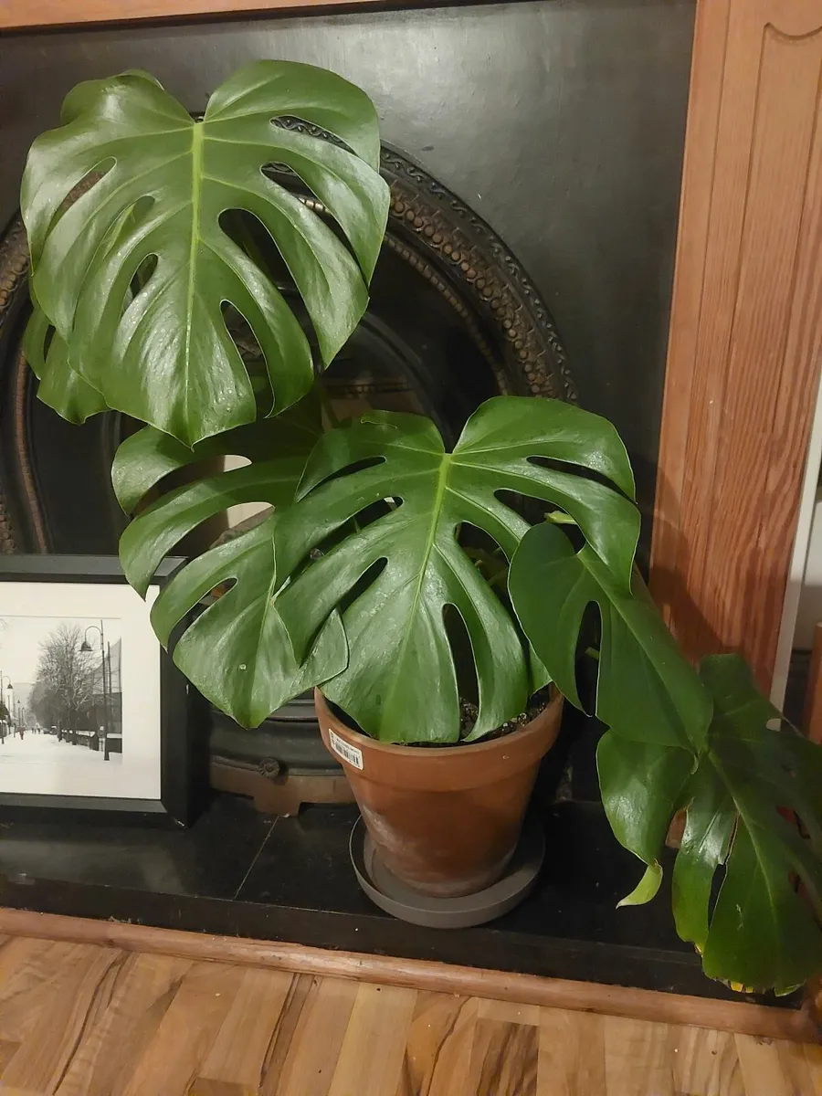 Large Monstera Deliciosa (Swiss Cheese Plant) - Image 3