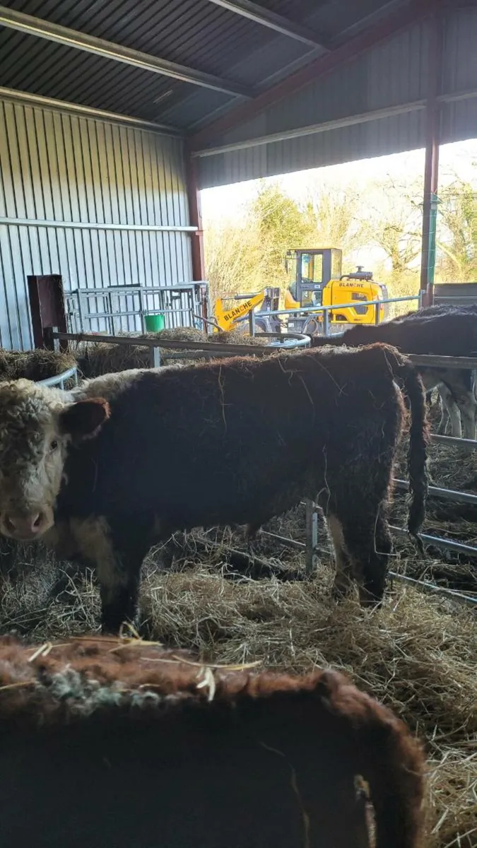 Pb Hereford bull - Image 1