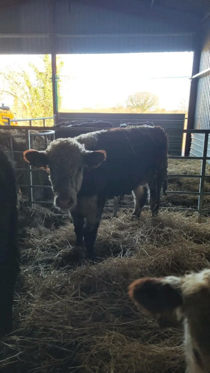 Pb Hereford bull - Image 2