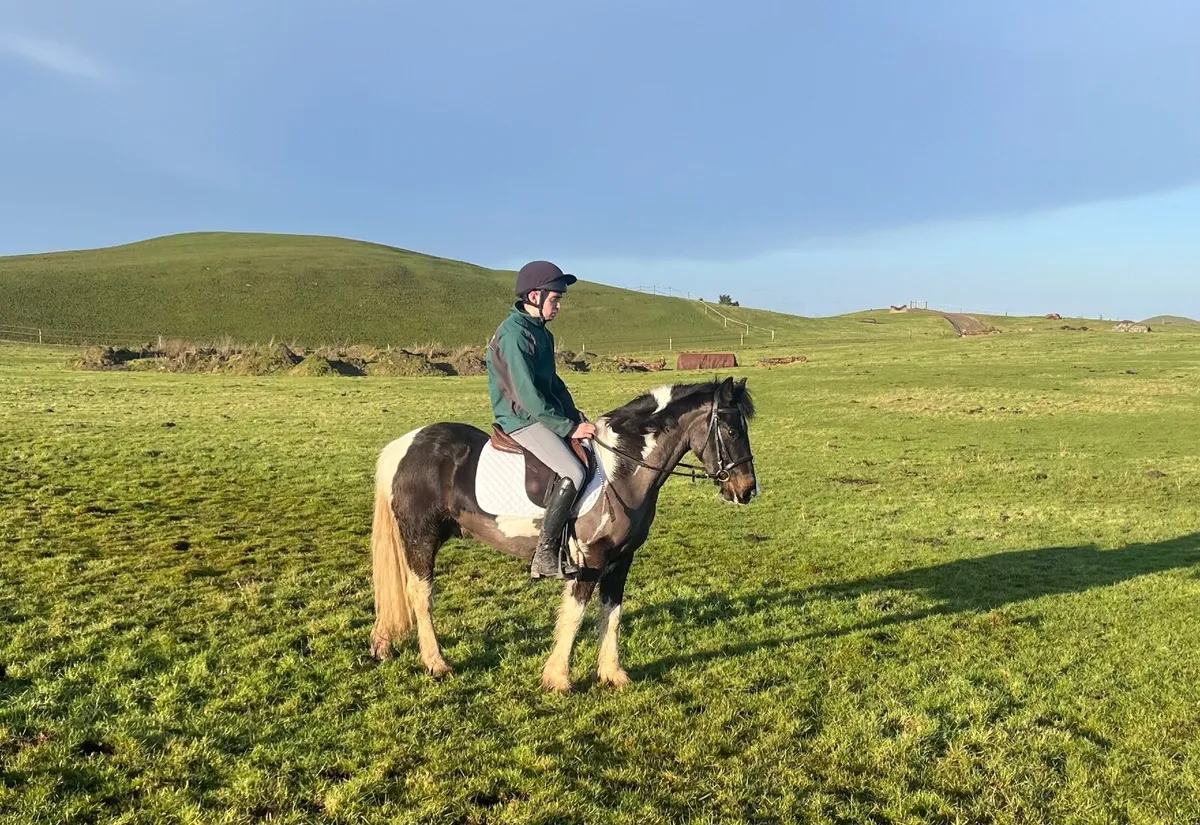 14hh 4yo gelding - Image 1