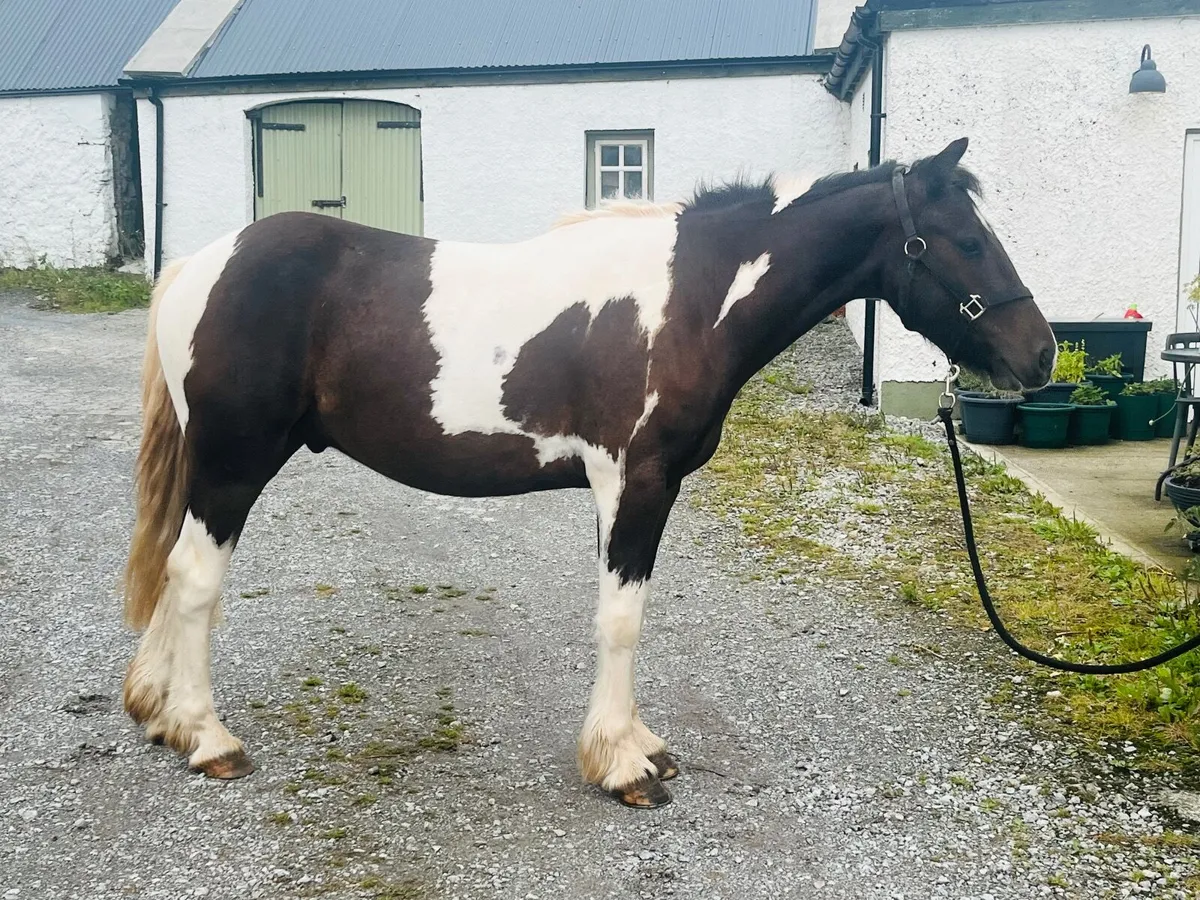 14hh 4yo gelding - Image 4