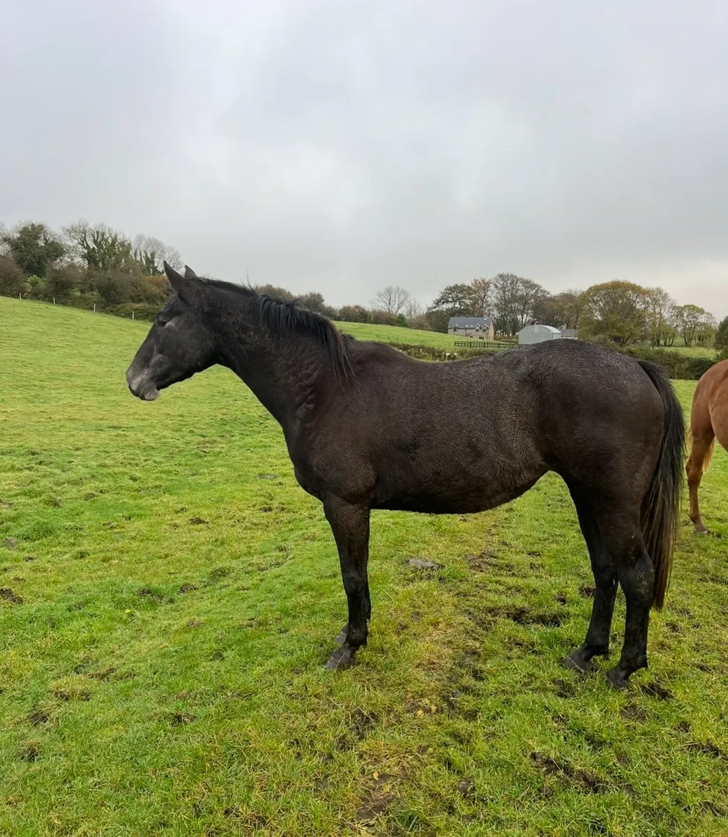 DS Are You With Me 5yr Mare - Image 3