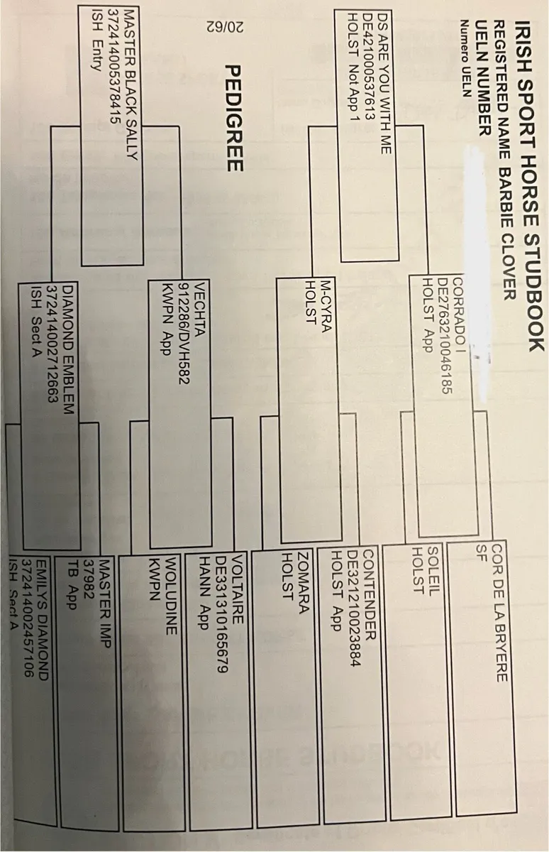 DS Are You With Me 5yr Mare - Image 4