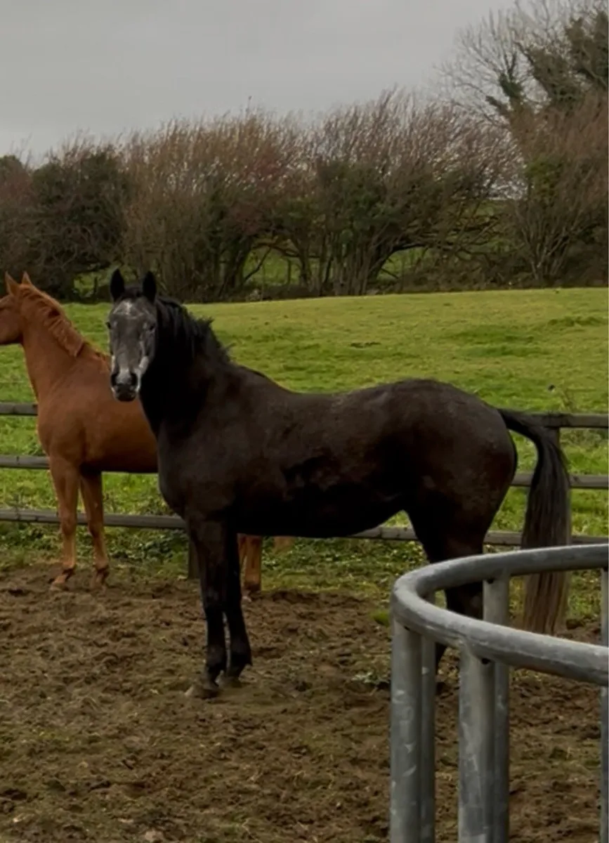 DS Are You With Me 5yr Mare - Image 1