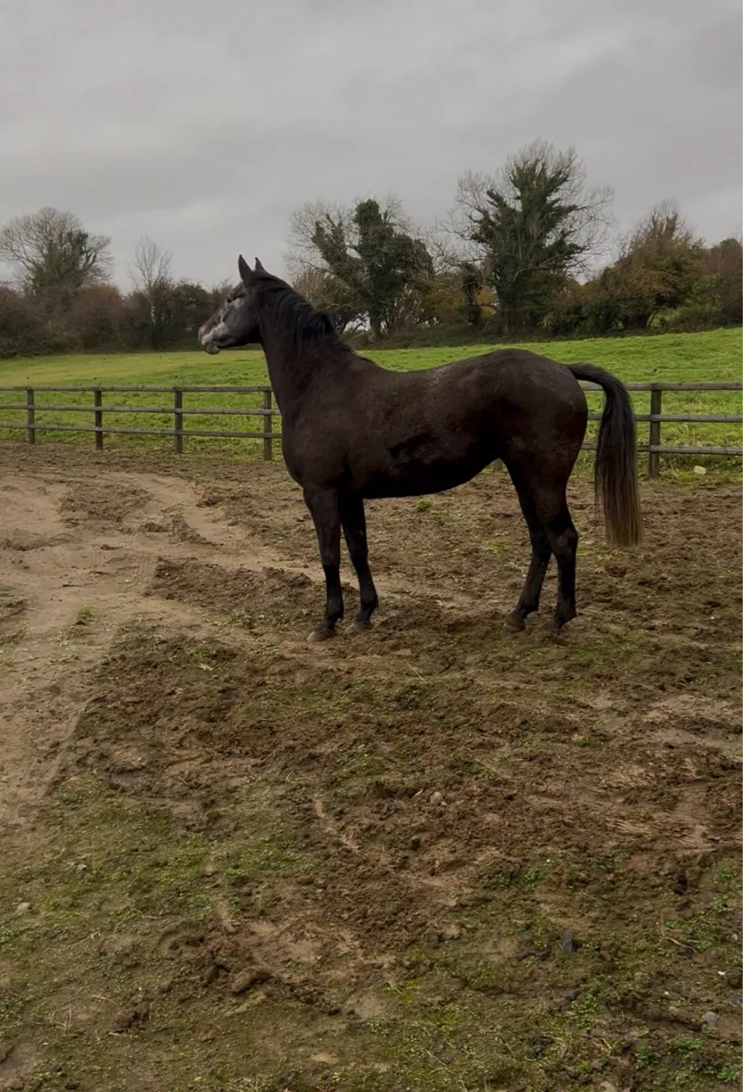 DS Are You With Me 5yr Mare - Image 2