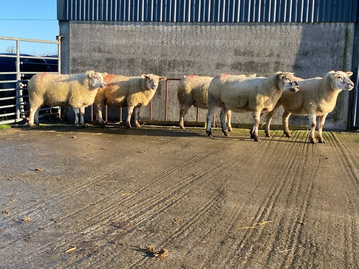 5 Inlamb Texel Cross Hoggets - Image 2