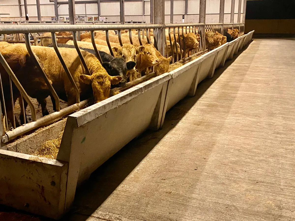 Top Quality U Grading Continental Bullocks - Image 4