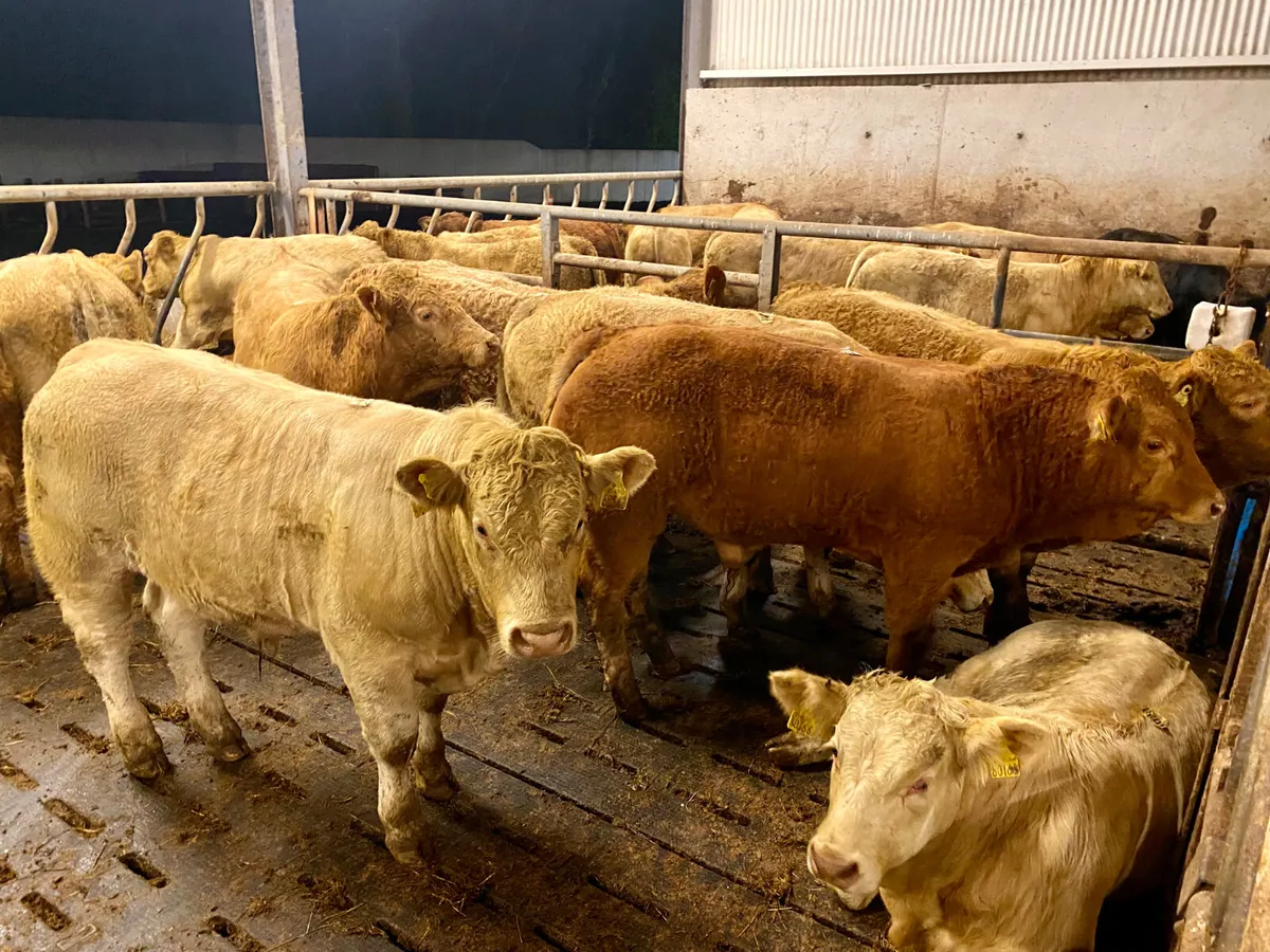 Top Quality U Grading Continental Bullocks - Image 1