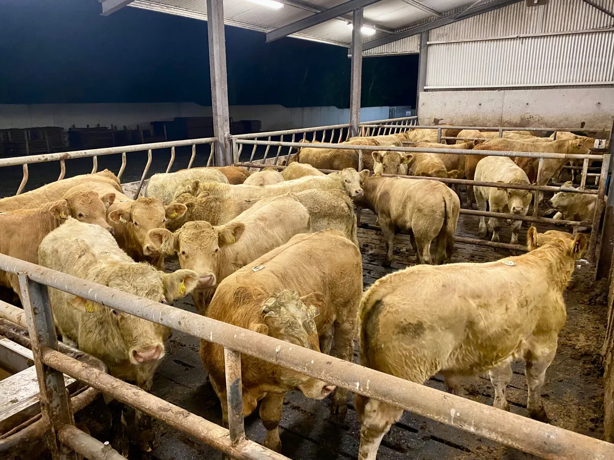 Top Quality U Grading Continental Bullocks - Image 3