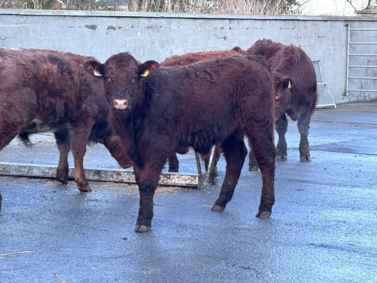 6 smashing continental bull Weanlings for sale - Image 3