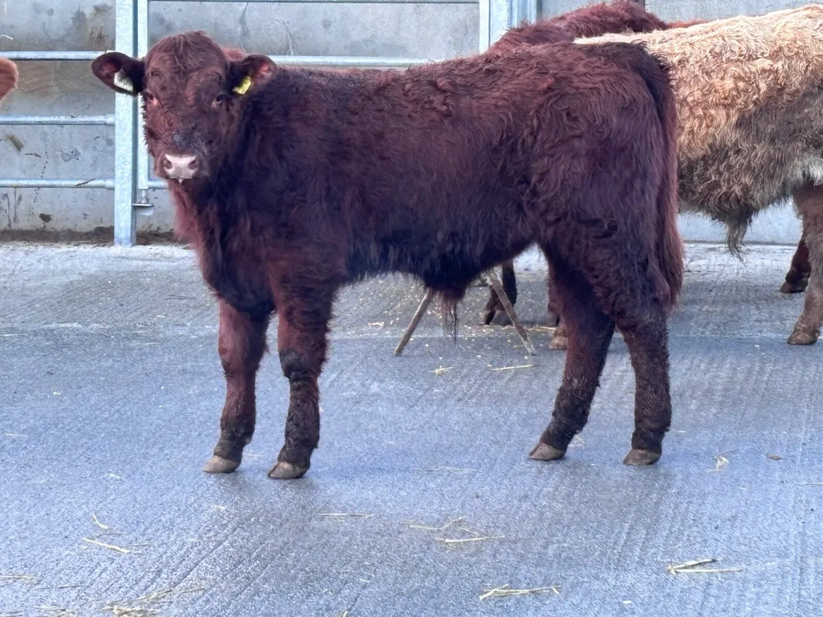 6 smashing continental bull Weanlings for sale - Image 2