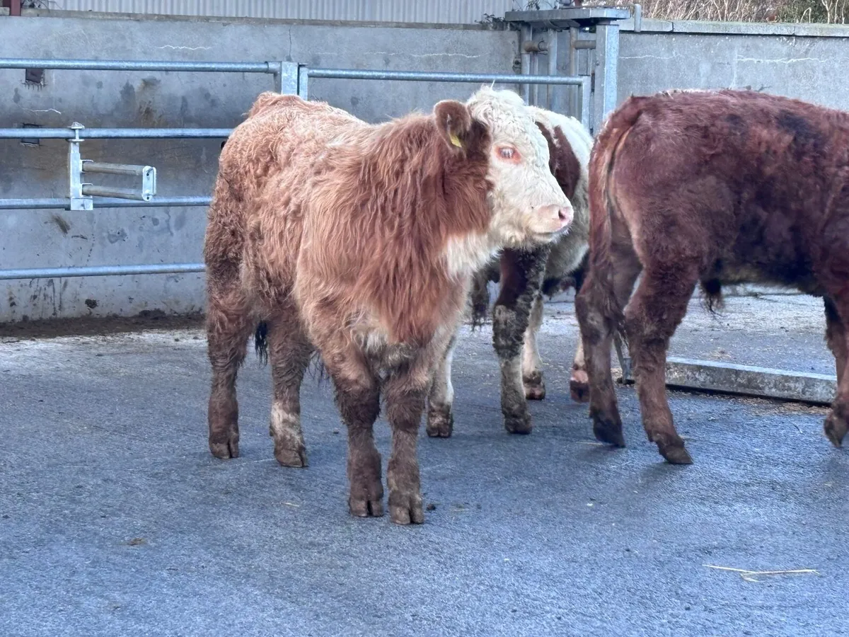 6 smashing continental bull Weanlings for sale - Image 4