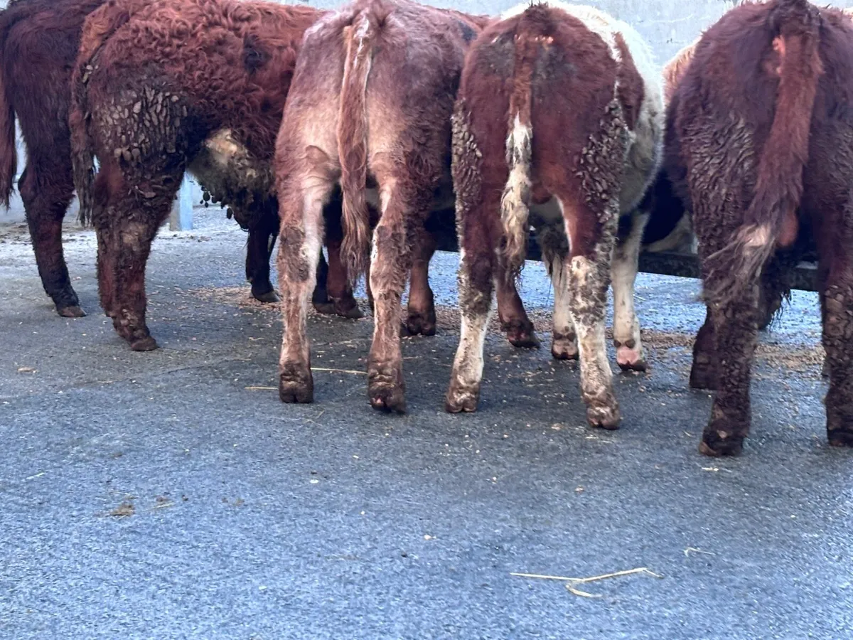 6 smashing continental bull Weanlings for sale - Image 1