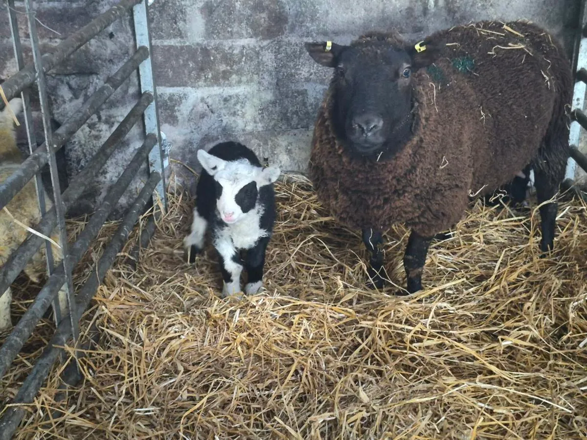 Sheep with lambs at foot - Image 1