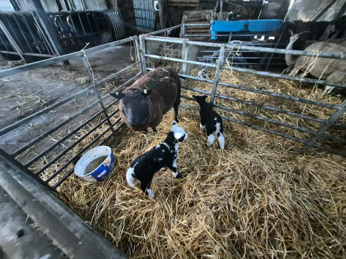 Sheep with lambs at foot - Image 2