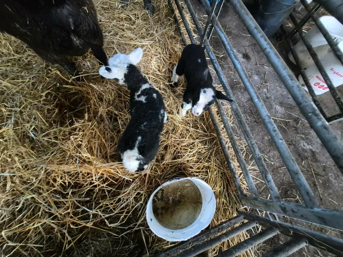 Sheep with lambs at foot - Image 3