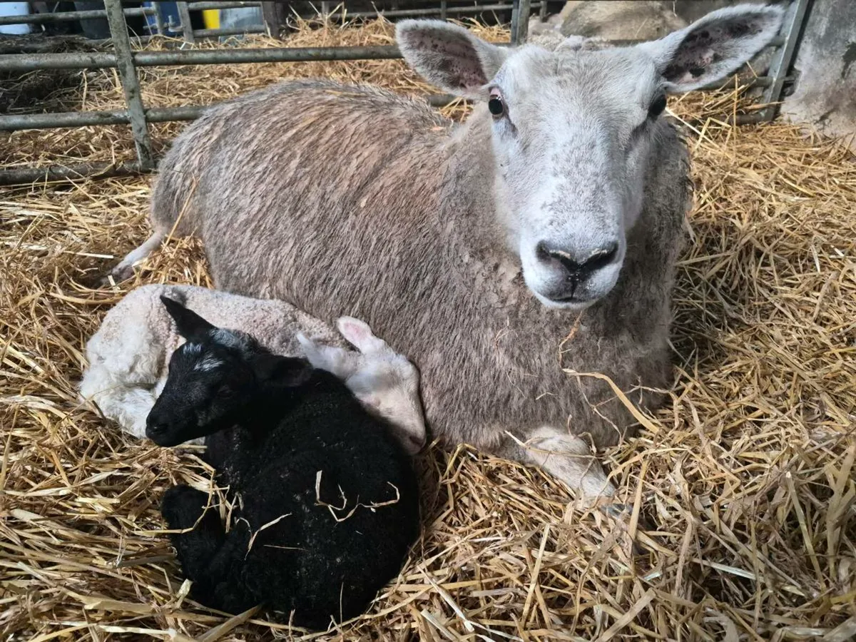 Sheep with lambs at foot - Image 4