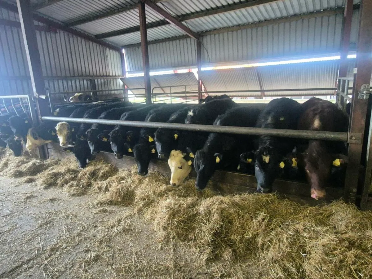 Angus heifers - Image 2