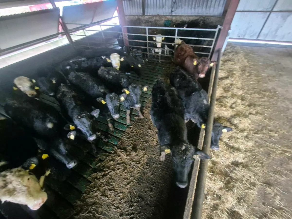 Angus heifers - Image 1