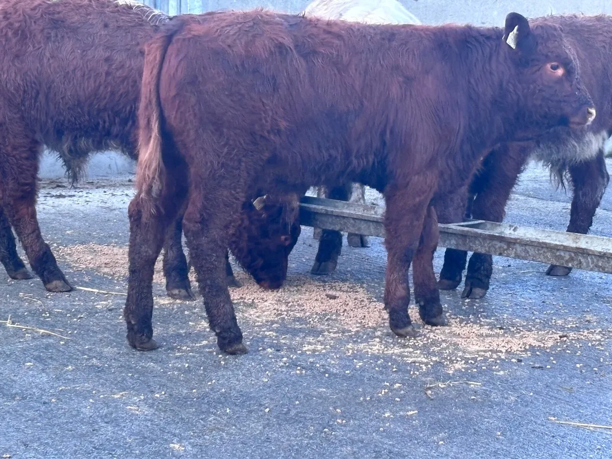 4 suckler bred bull Weanlings for sale @€1285 - Image 2