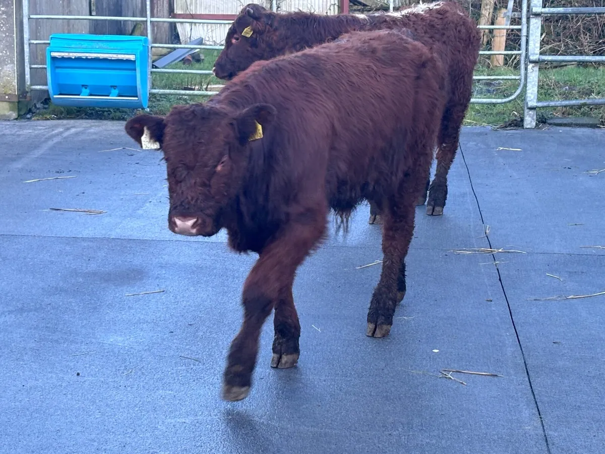 4 suckler bred bull Weanlings for sale @€1285 - Image 3