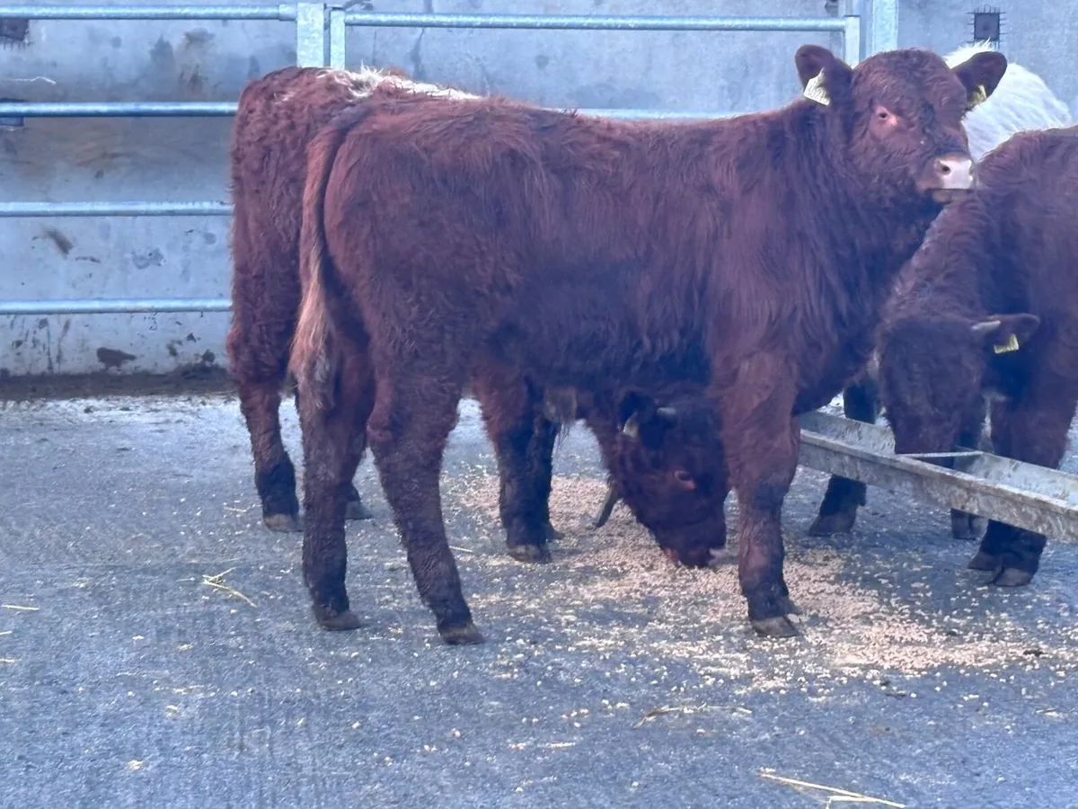 4 suckler bred bull Weanlings for sale @€1285 - Image 1