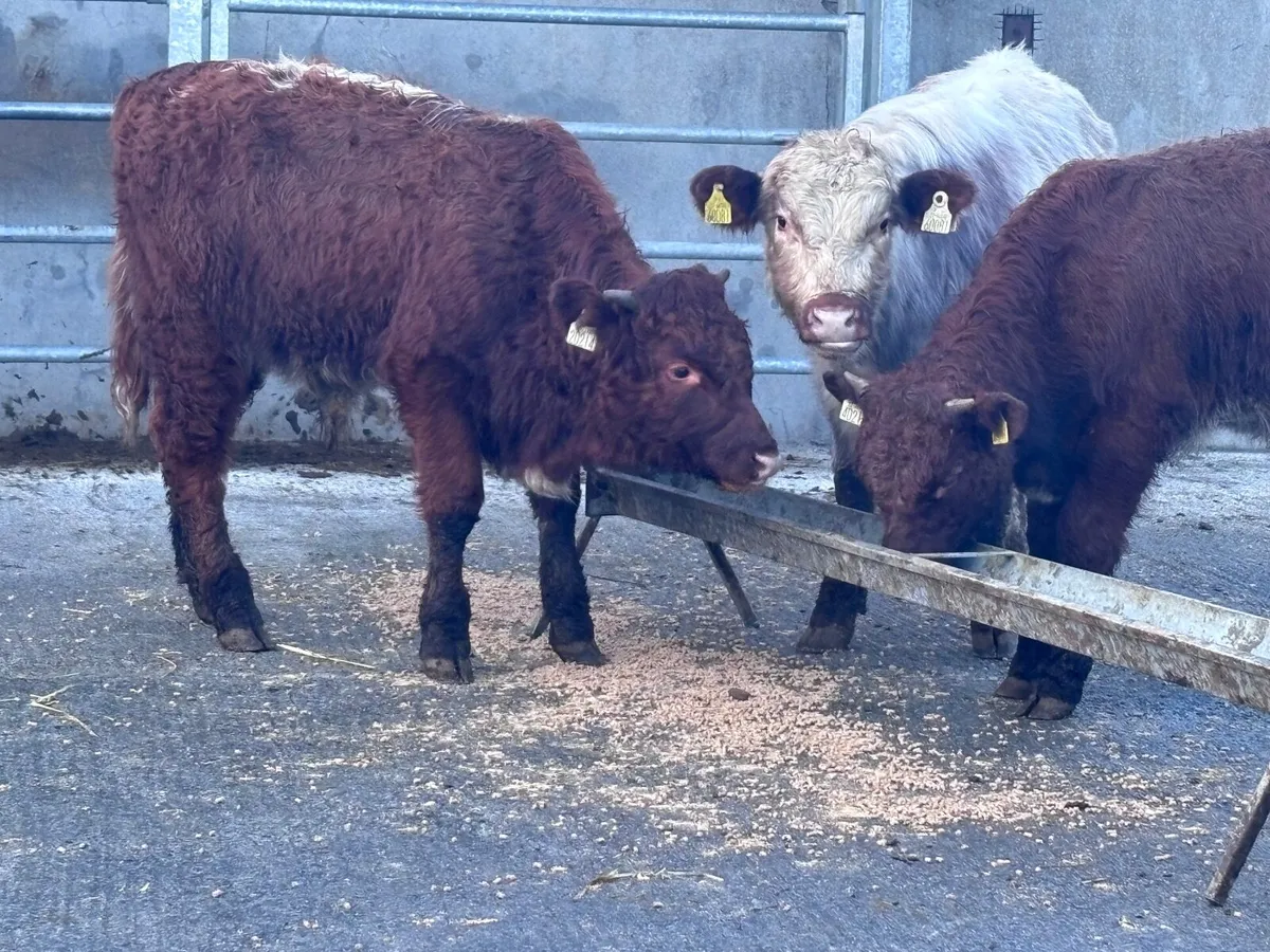 4 suckler bred bull Weanlings for sale @€1285 - Image 4