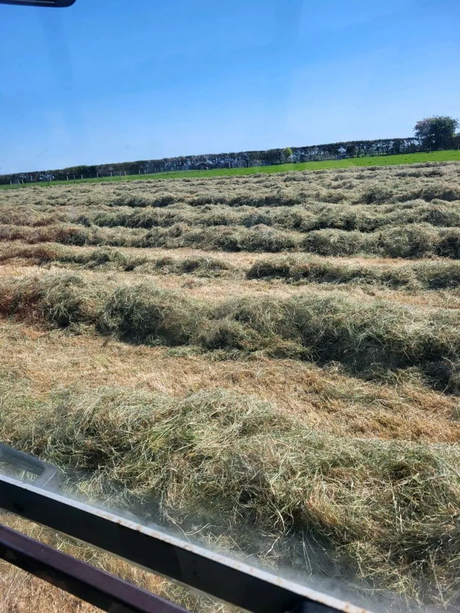 Super quality haylge weed free - Image 1