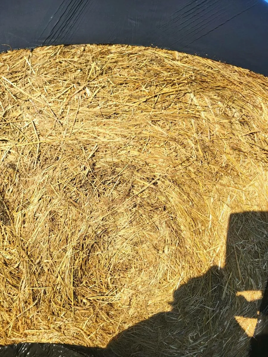 Super quality haylge weed free - Image 2