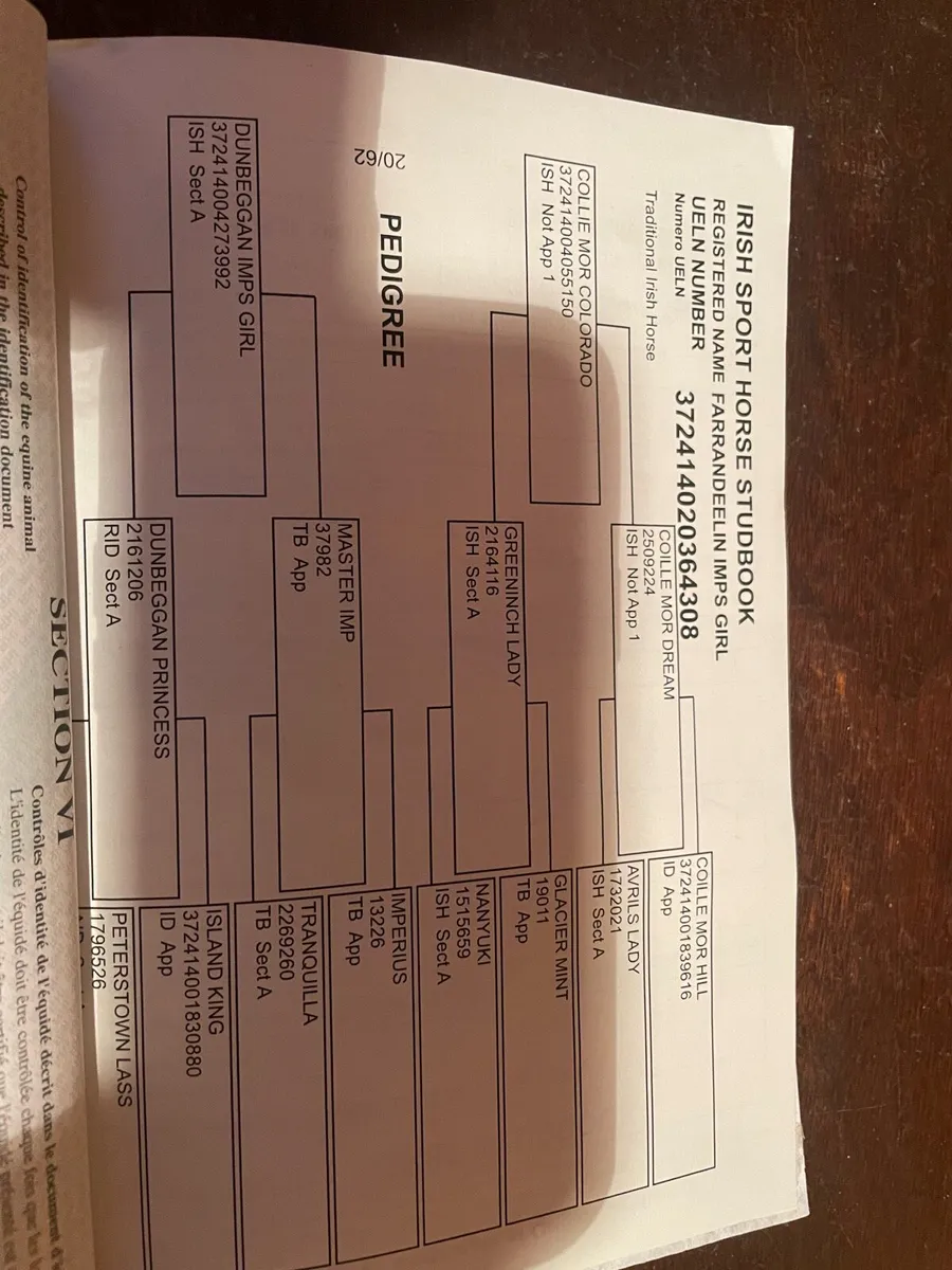 8year old Irish sport horse mare - Image 4