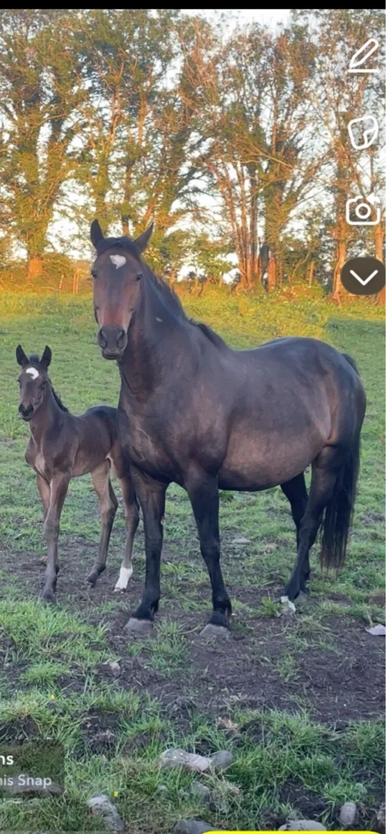8year old Irish sport horse mare - Image 1