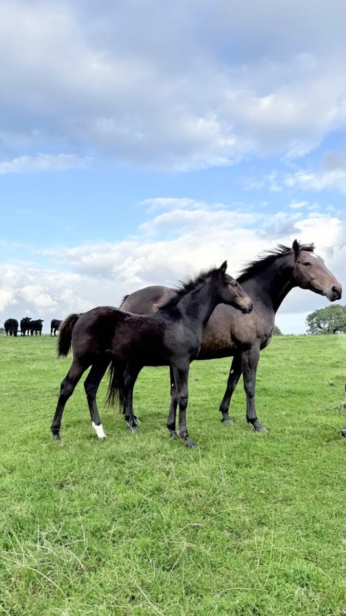 8year old Irish sport horse mare - Image 2