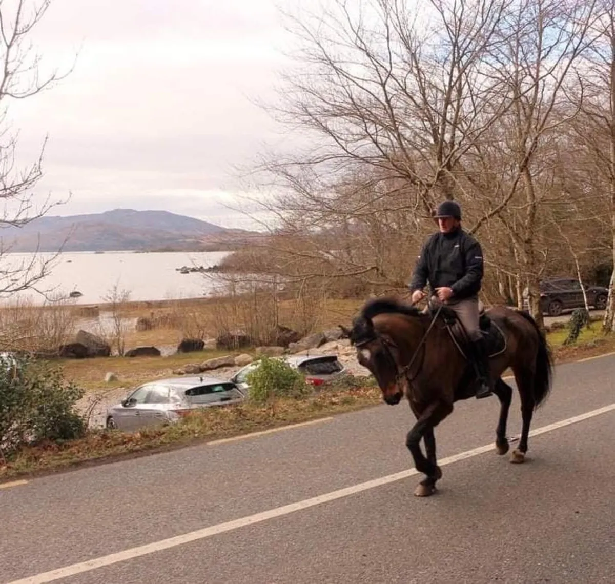 8year old Irish sport horse mare - Image 3