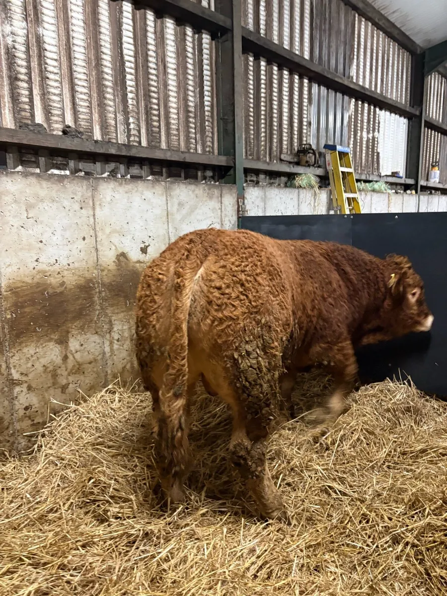 3 Pedigree limousin bulls - Image 2