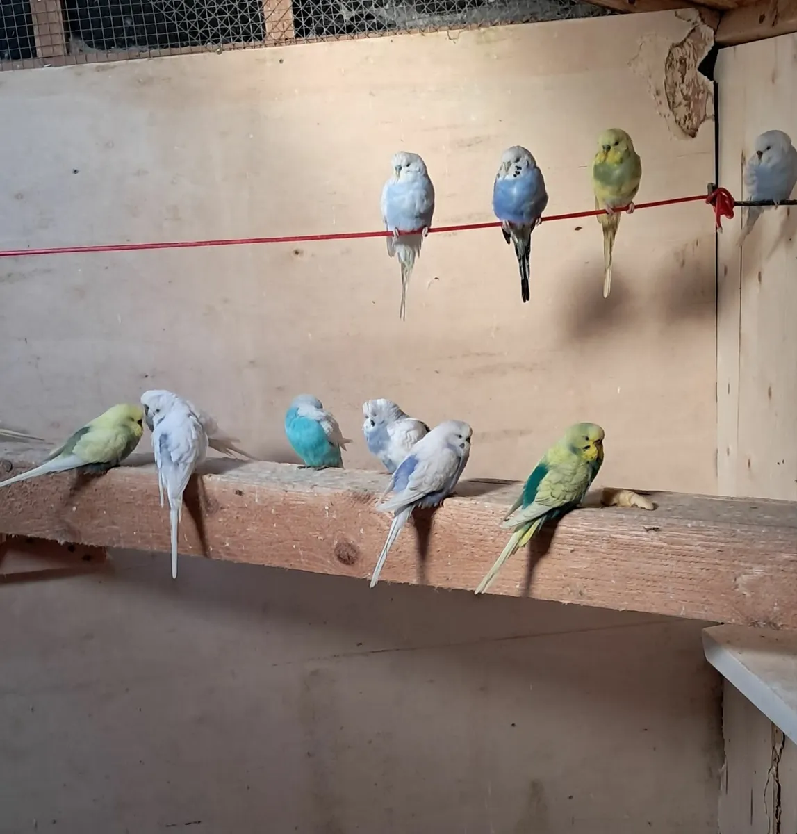 Budgies - Image 2