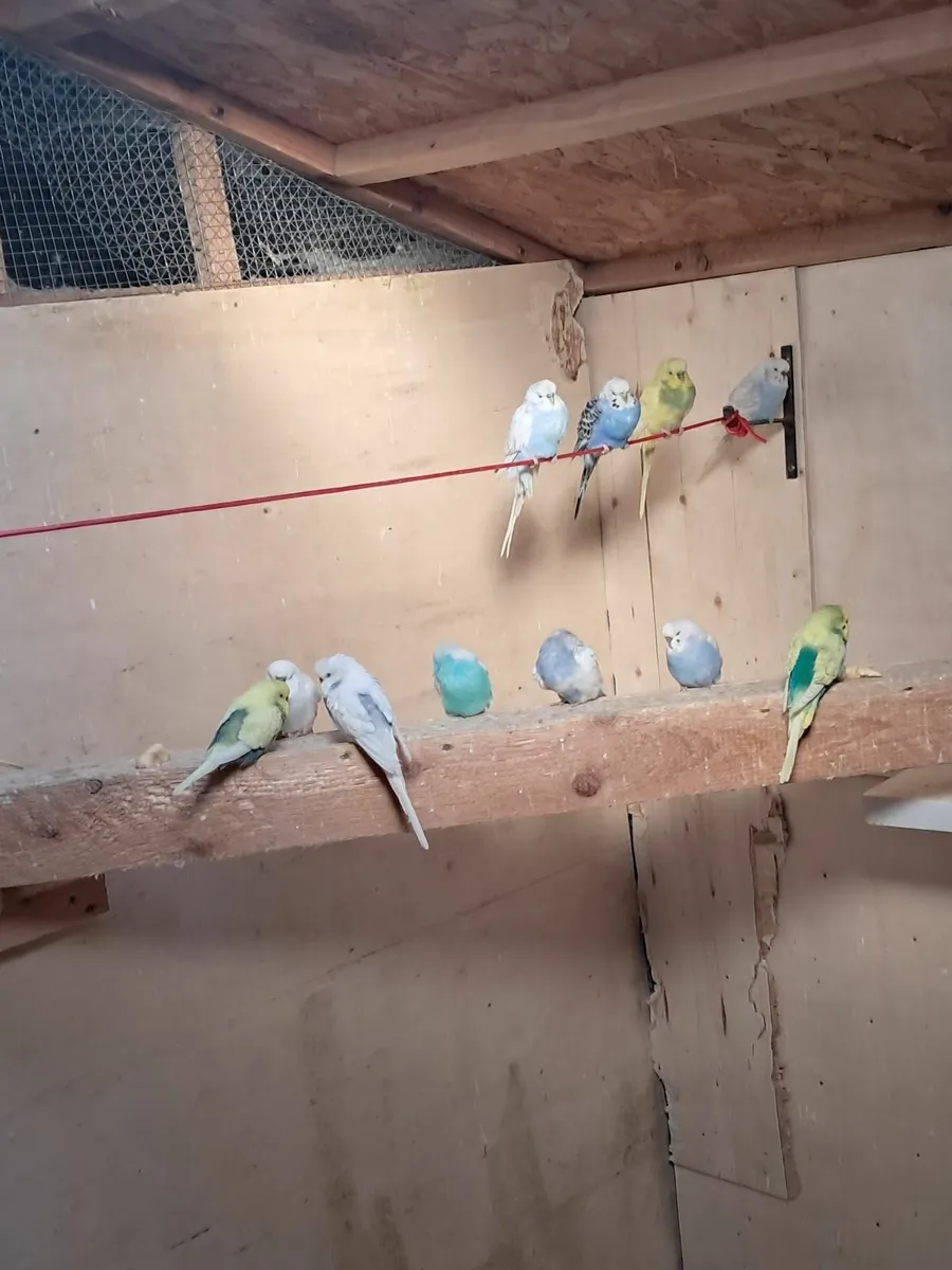 Budgies - Image 3