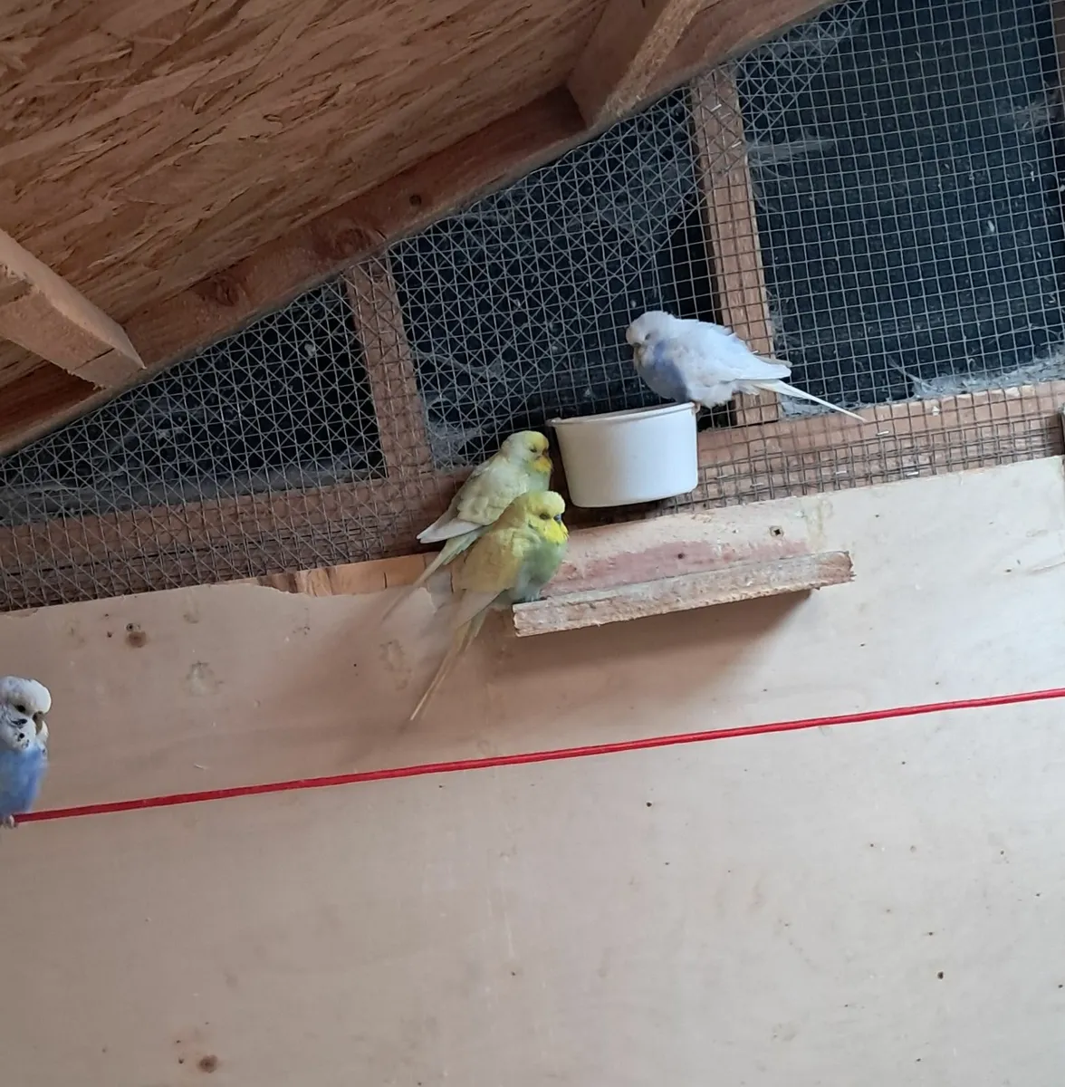Budgies - Image 1