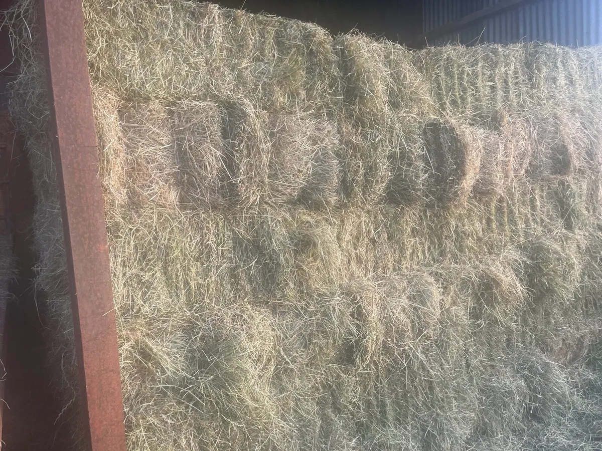 Square bales hay for horses/ sheep etc - Image 1