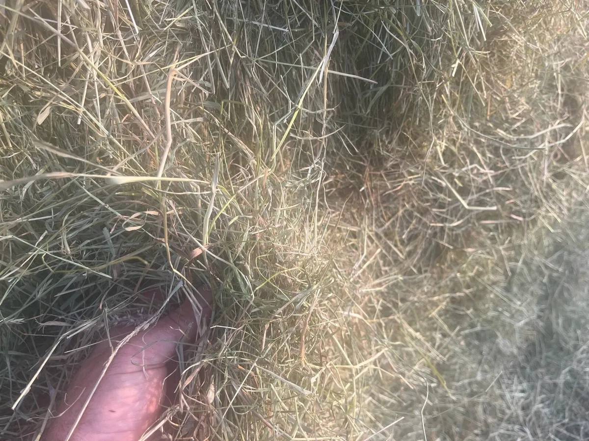 Square bales hay for horses/ sheep etc - Image 2