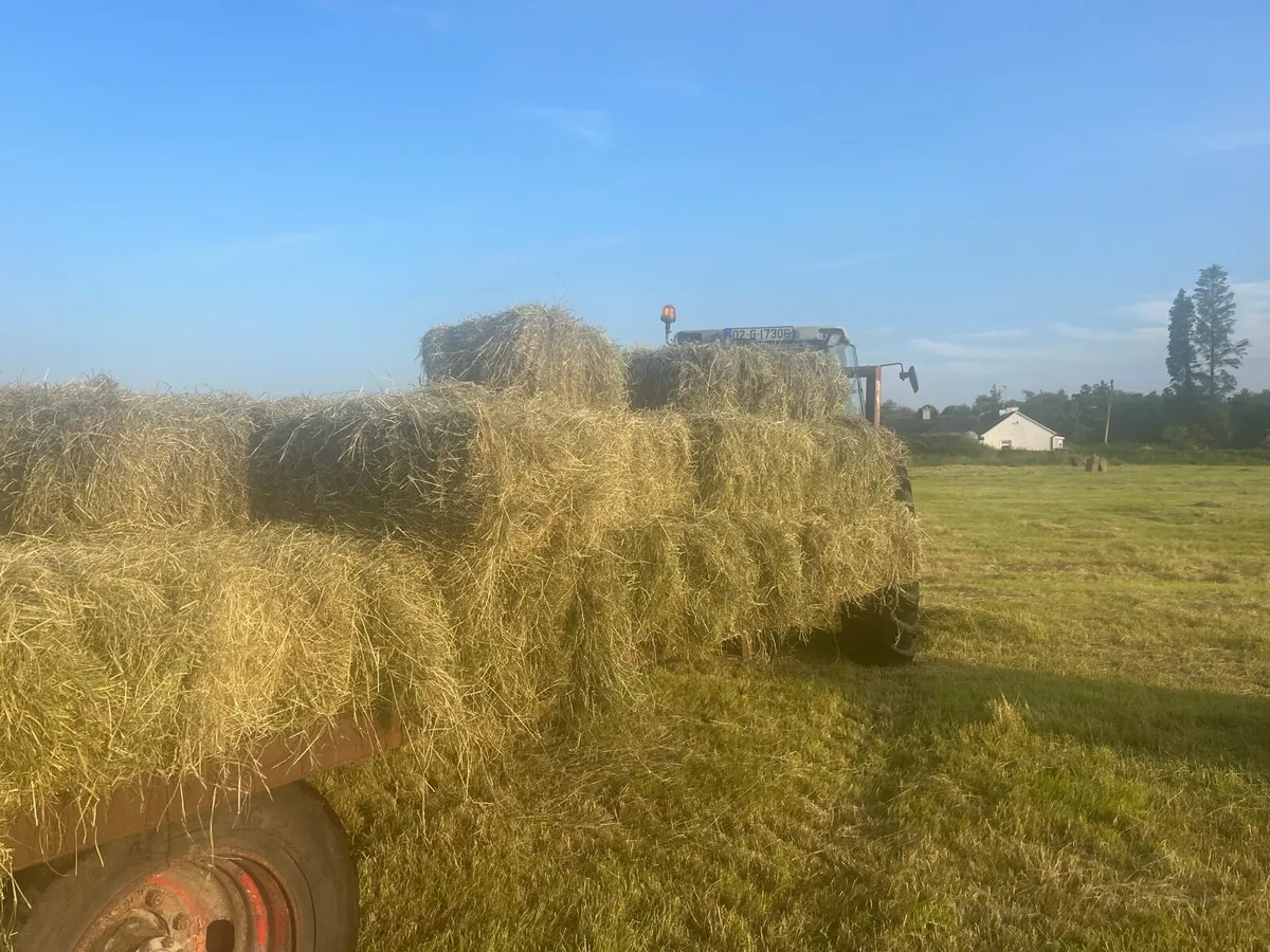 Square bales hay for horses/ sheep etc - Image 4