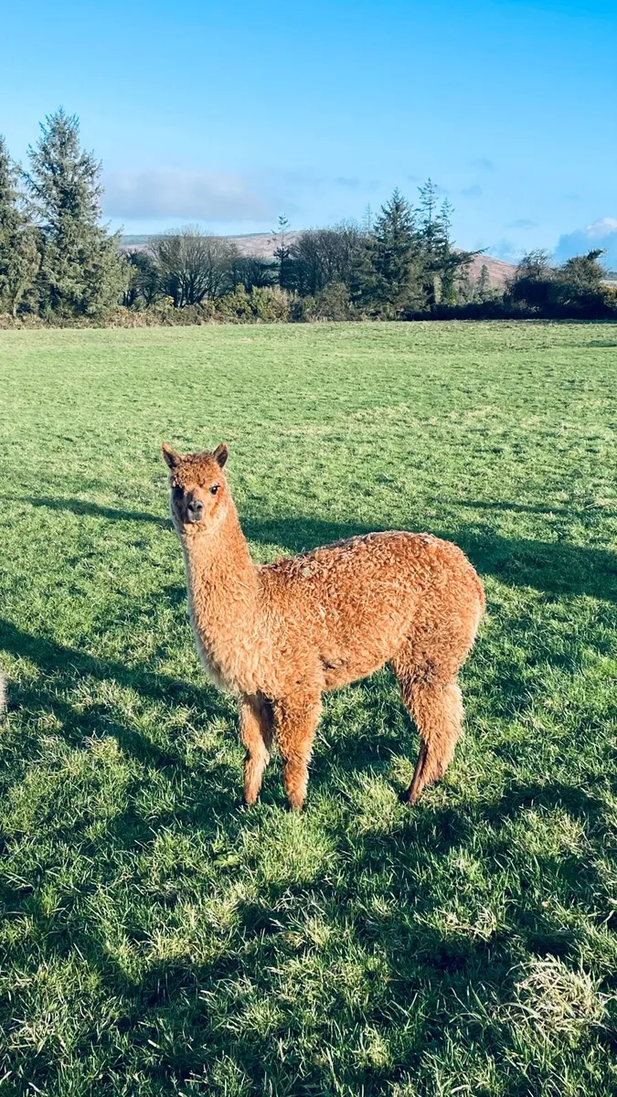 Beautiful Female Cria 7 months old - Image 1